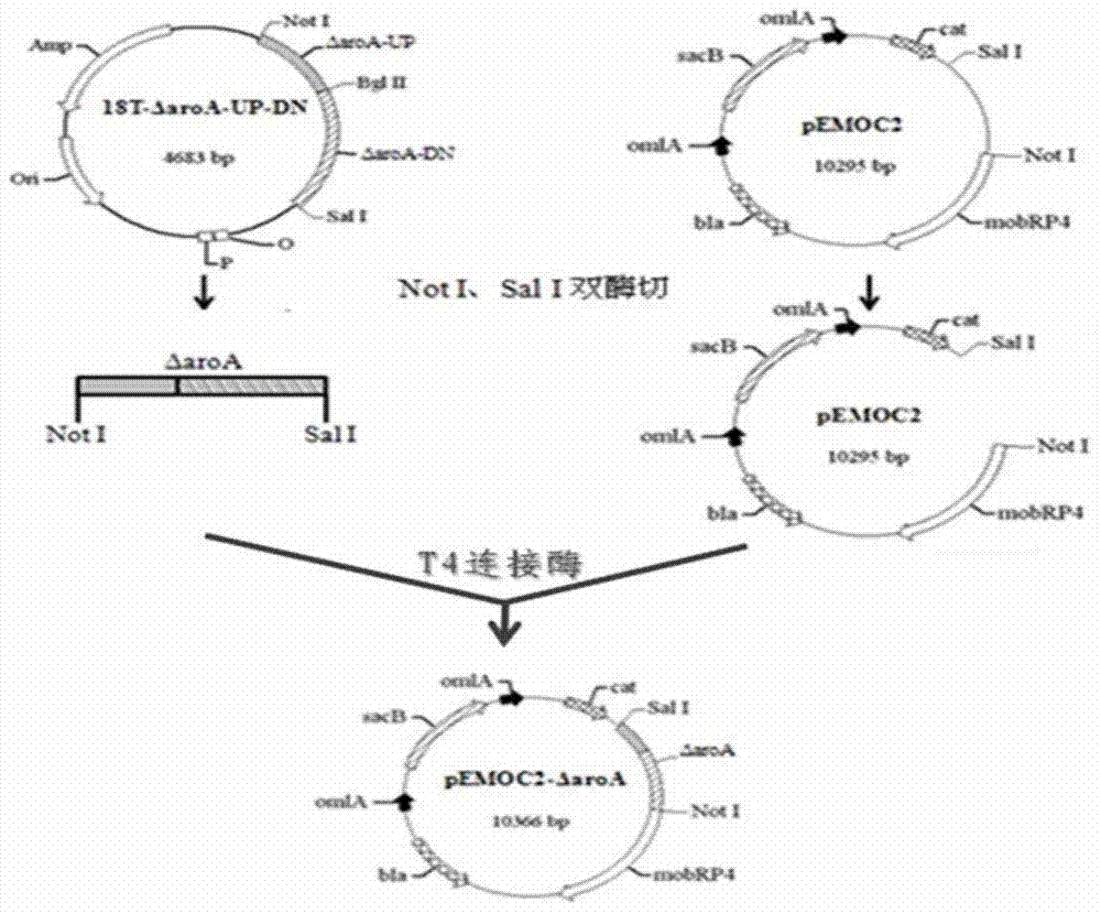 Haemophilus parasuis with double-gene deletion and construction method thereof