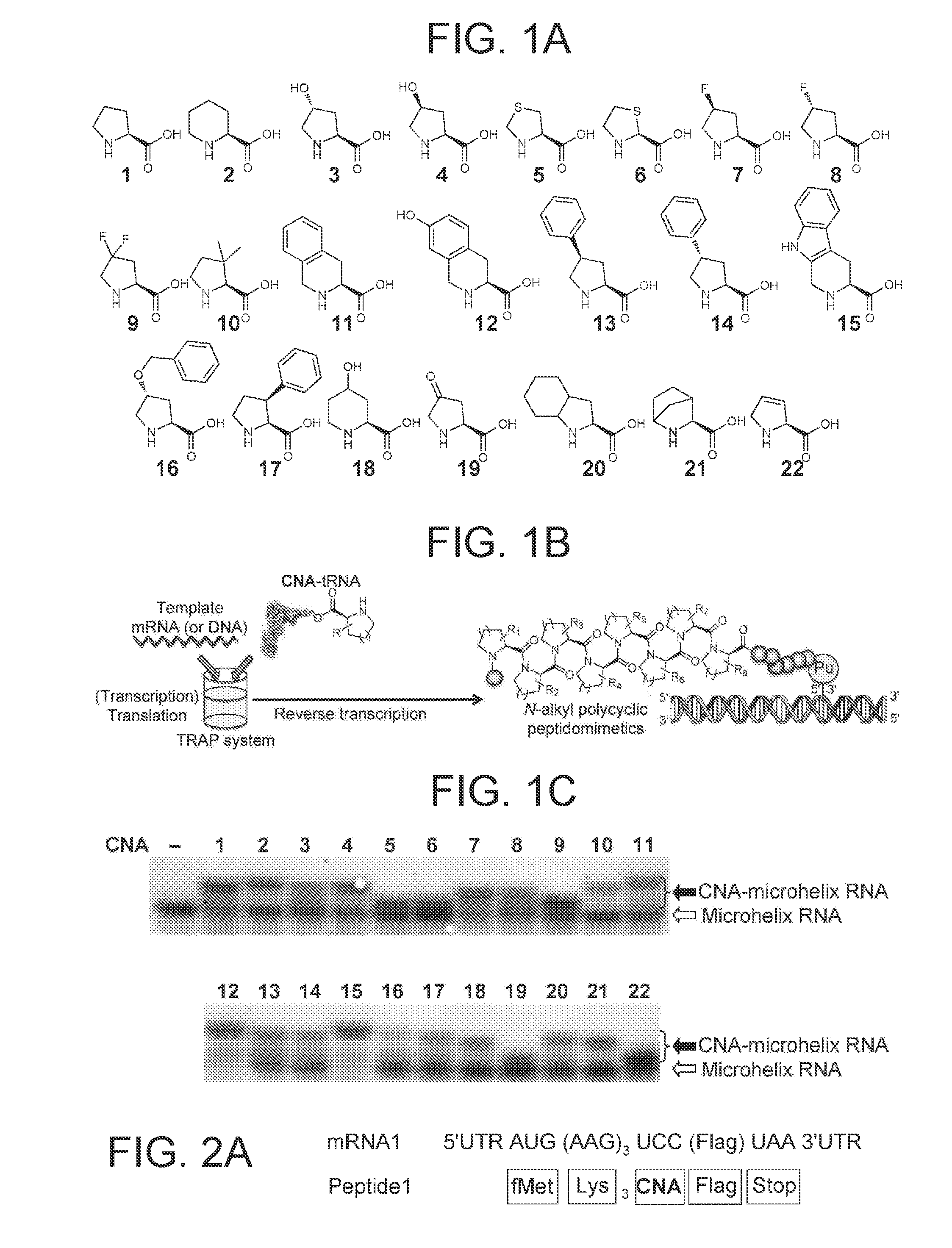 Method for Producing Peptide Library, Peptide Library, and Screening Method