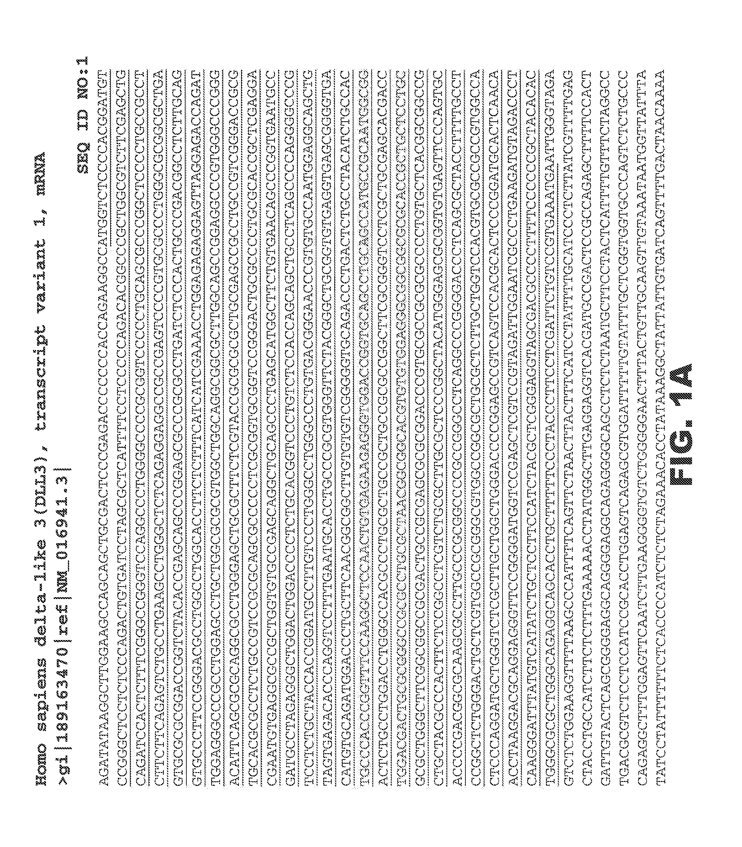 Dll3 modulators and methods of use