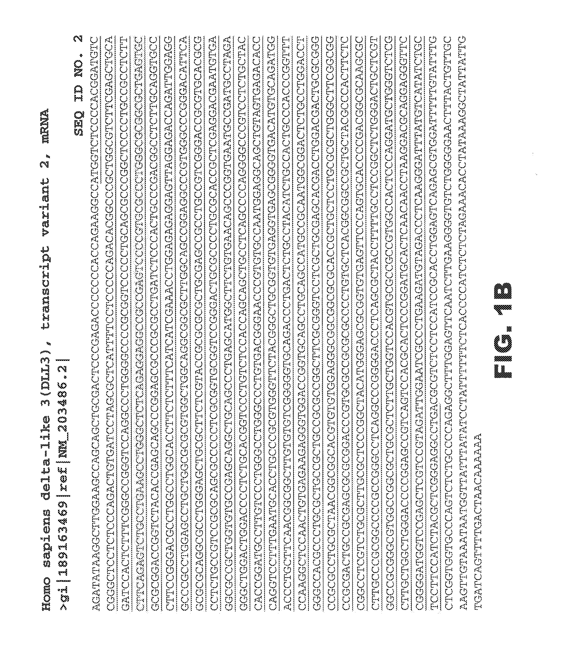 Dll3 modulators and methods of use