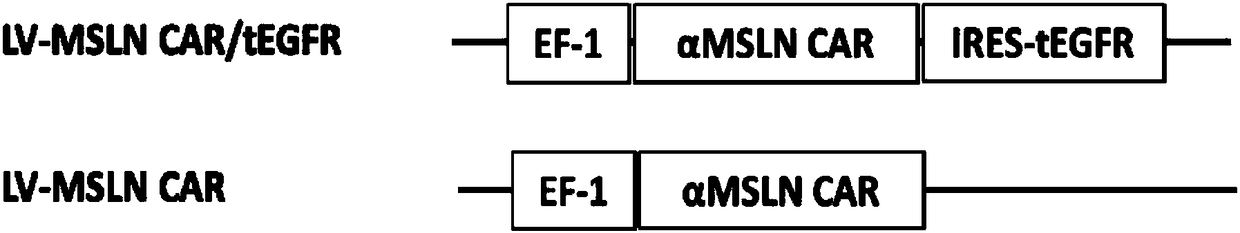 Transgenic lymphocyte co-expressing anti-mesothelin (MSLN) chimeric antigen receptor and non-function EGFR and application thereof