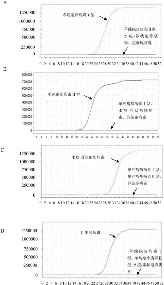 LAMP (loop-mediated isothermal amplification) primer combination for detecting four types of eye infected viruses and application