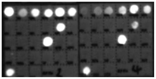 Quantum dot nucleic acid detection kit and method for simultaneously detecting 24 respiratory tract pathogens