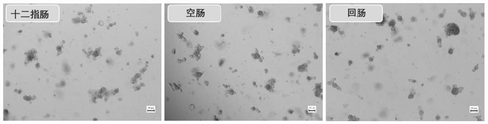 Molecular culture medium for culturing small intestine organoids of pigs