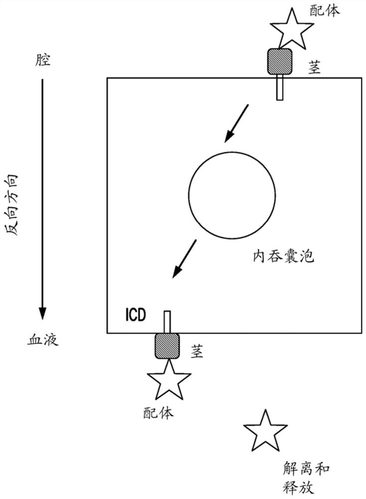 Materials and methods for multidirectional biological transport