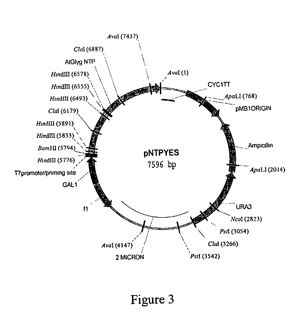 Starch modification