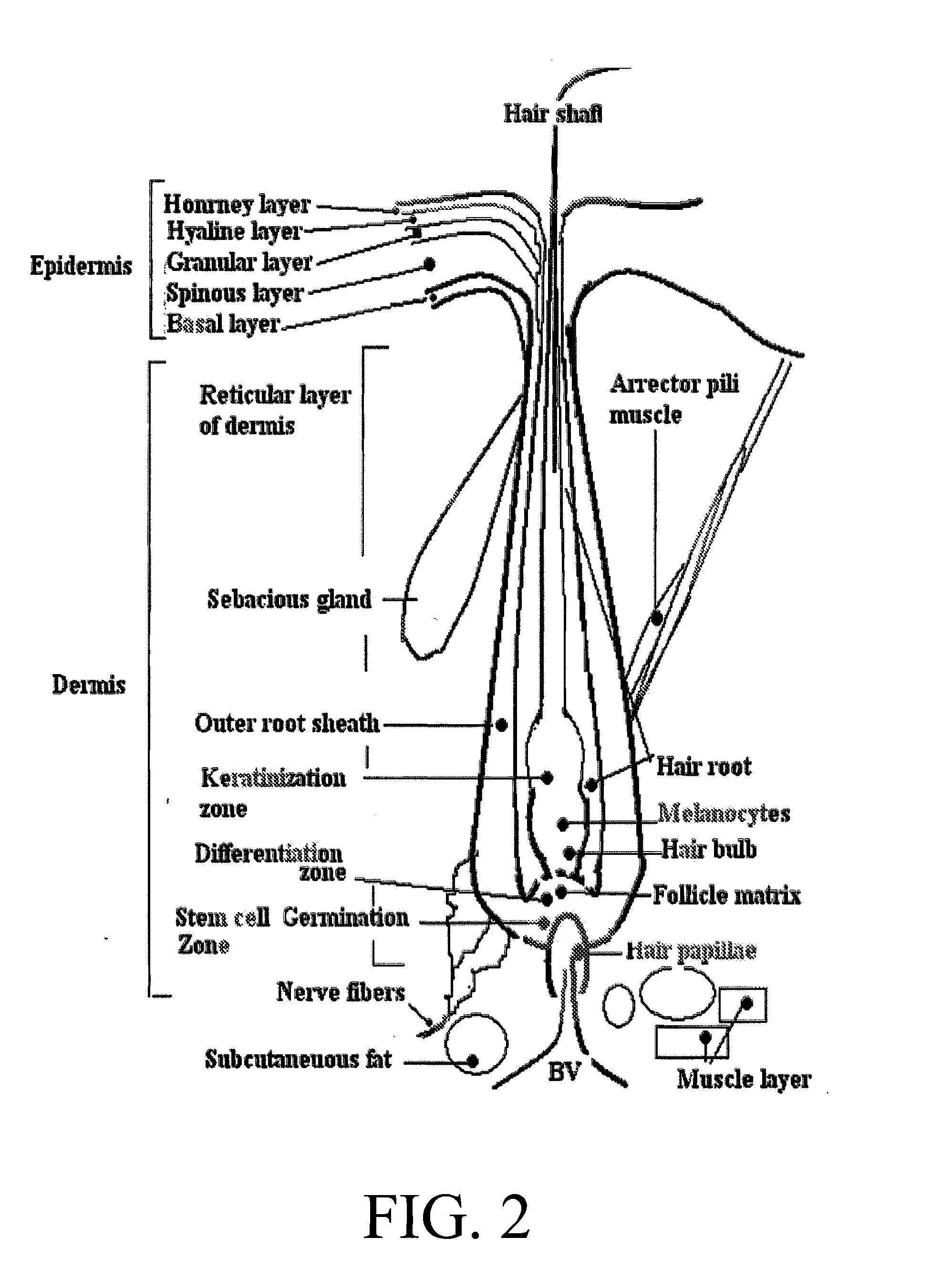 Methods of enhancing hair growth