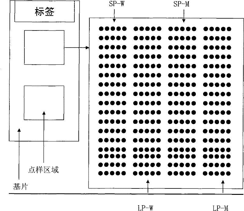 Double-probe gene mutation detecting method based on allele special amplification as well as special chip and kit thereof