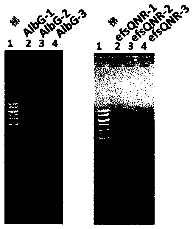 Cell membrane penetrating conjugates