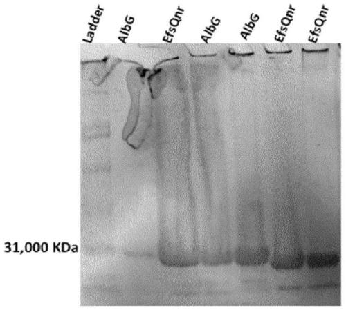 Cell membrane penetrating conjugates