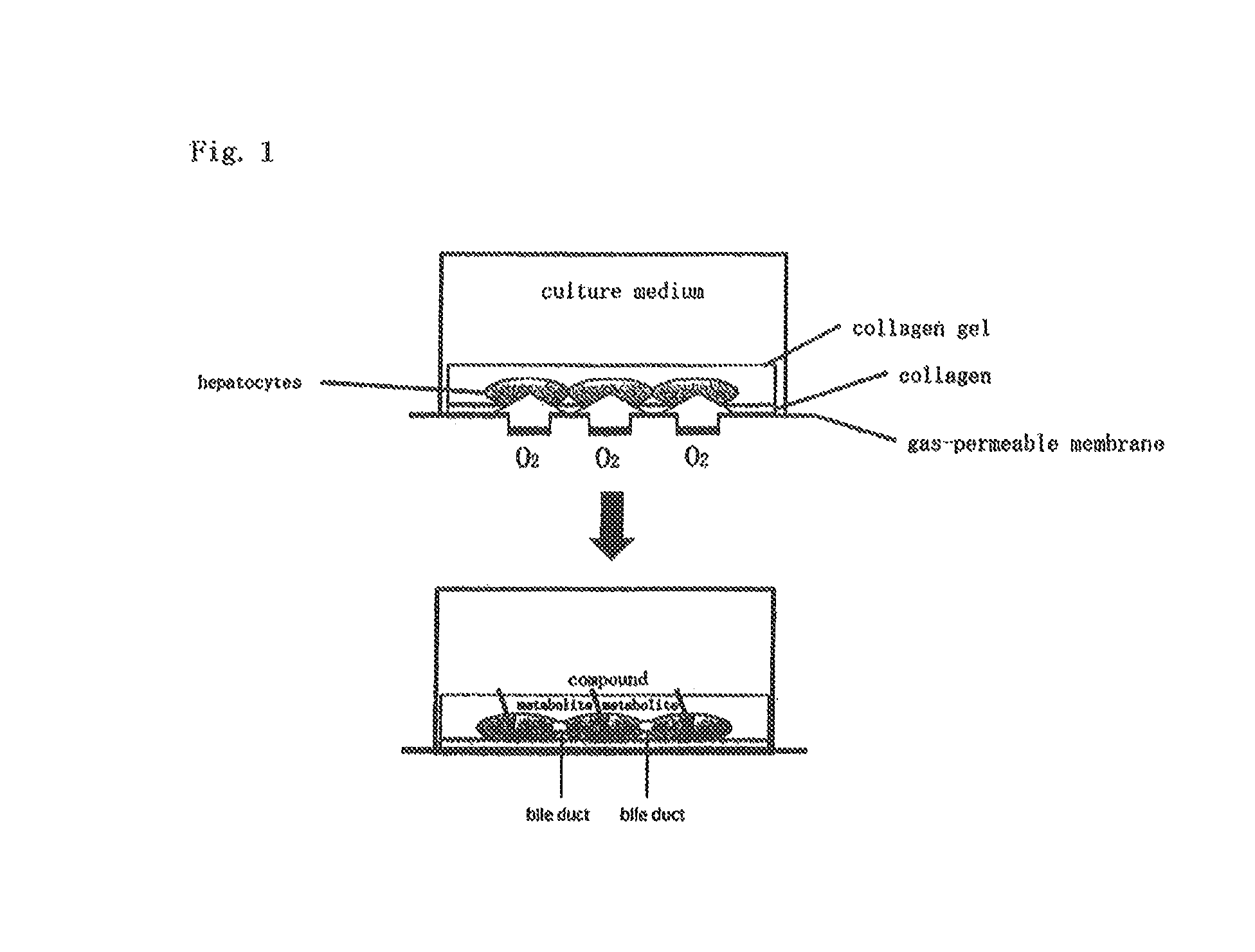 Method for culture of hepatocytes