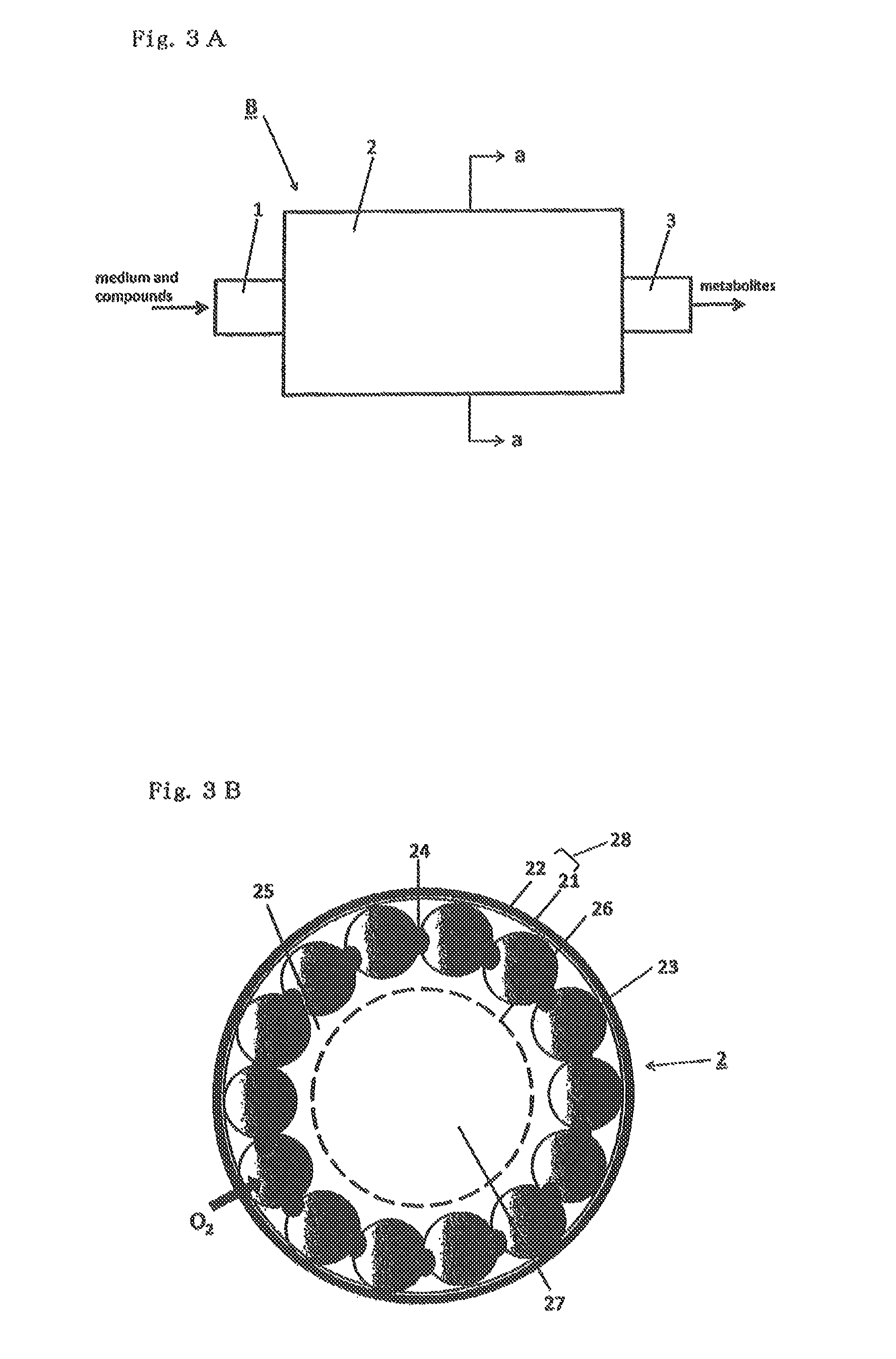 Method for culture of hepatocytes