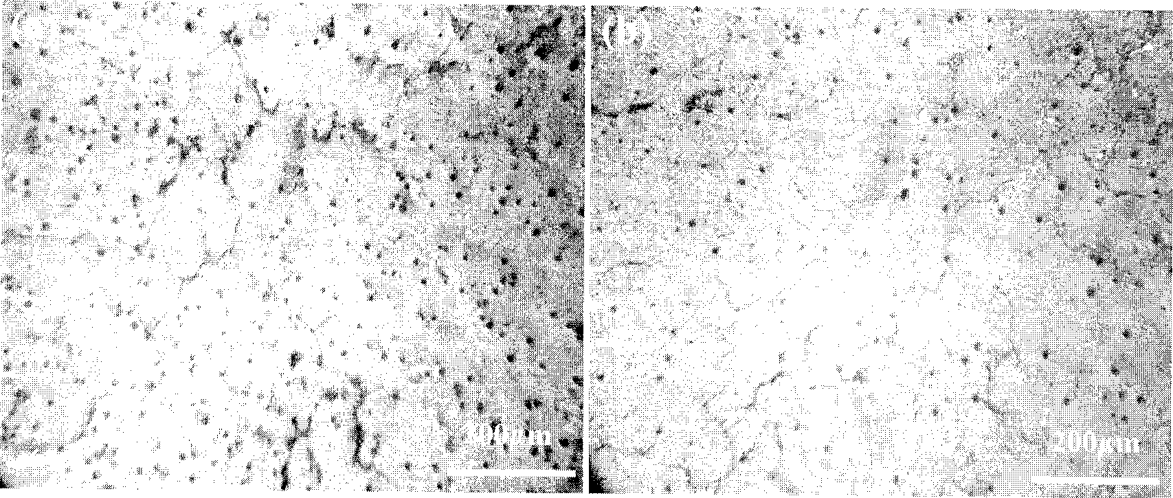 Method for preparing Mg-Ti-B grain refiner for magnesium and magnesium alloy