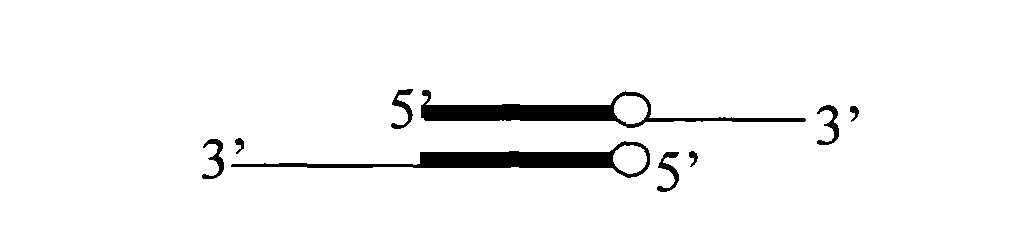 Gene site-directed multi-site mutation method