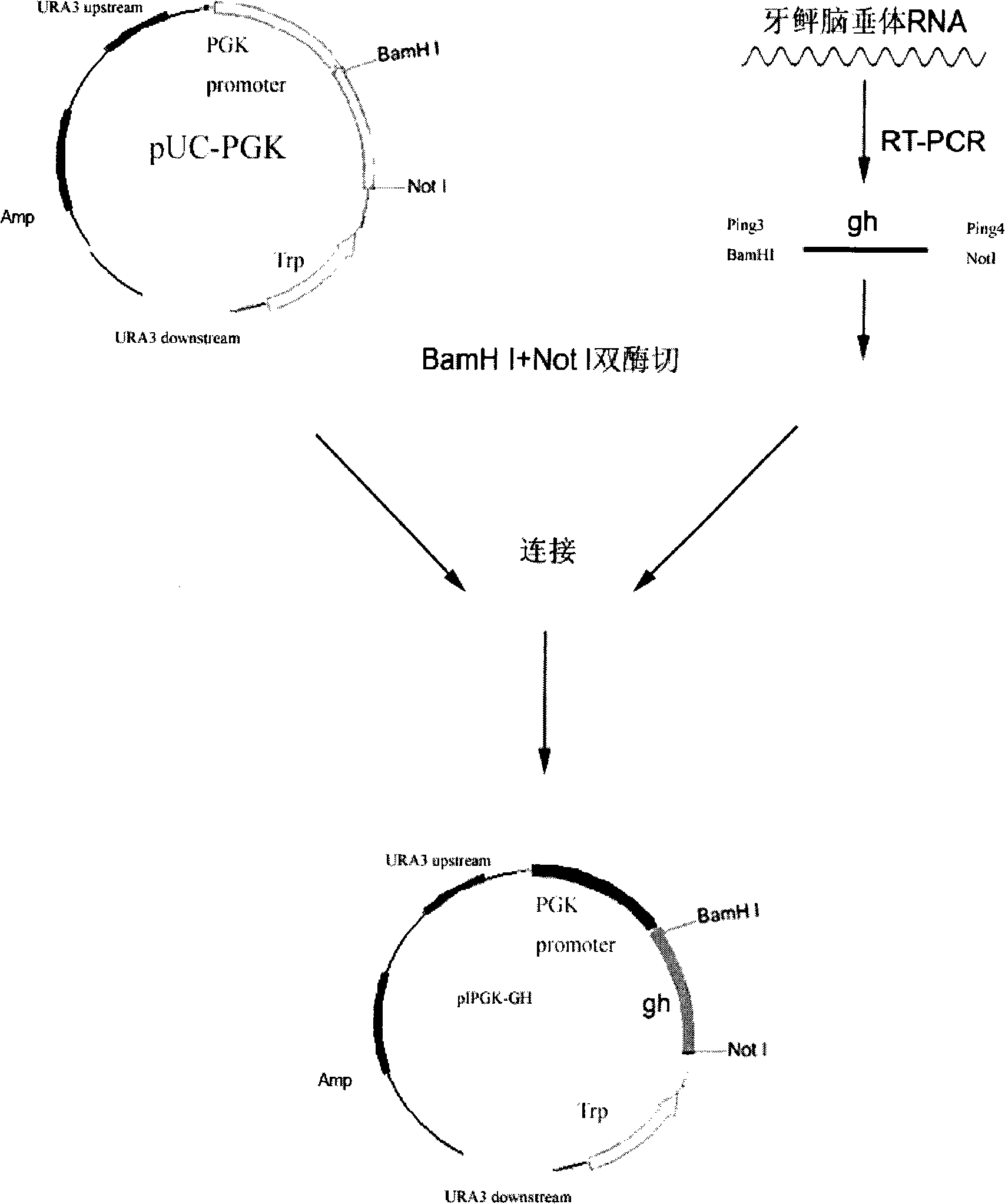 Transgenic yeast containing flounder growth hormone gene, preparation and application thereof