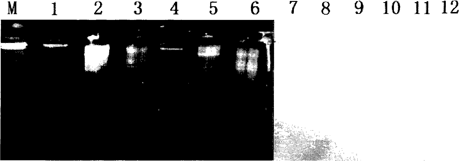 Transgenic yeast containing flounder growth hormone gene, preparation and application thereof