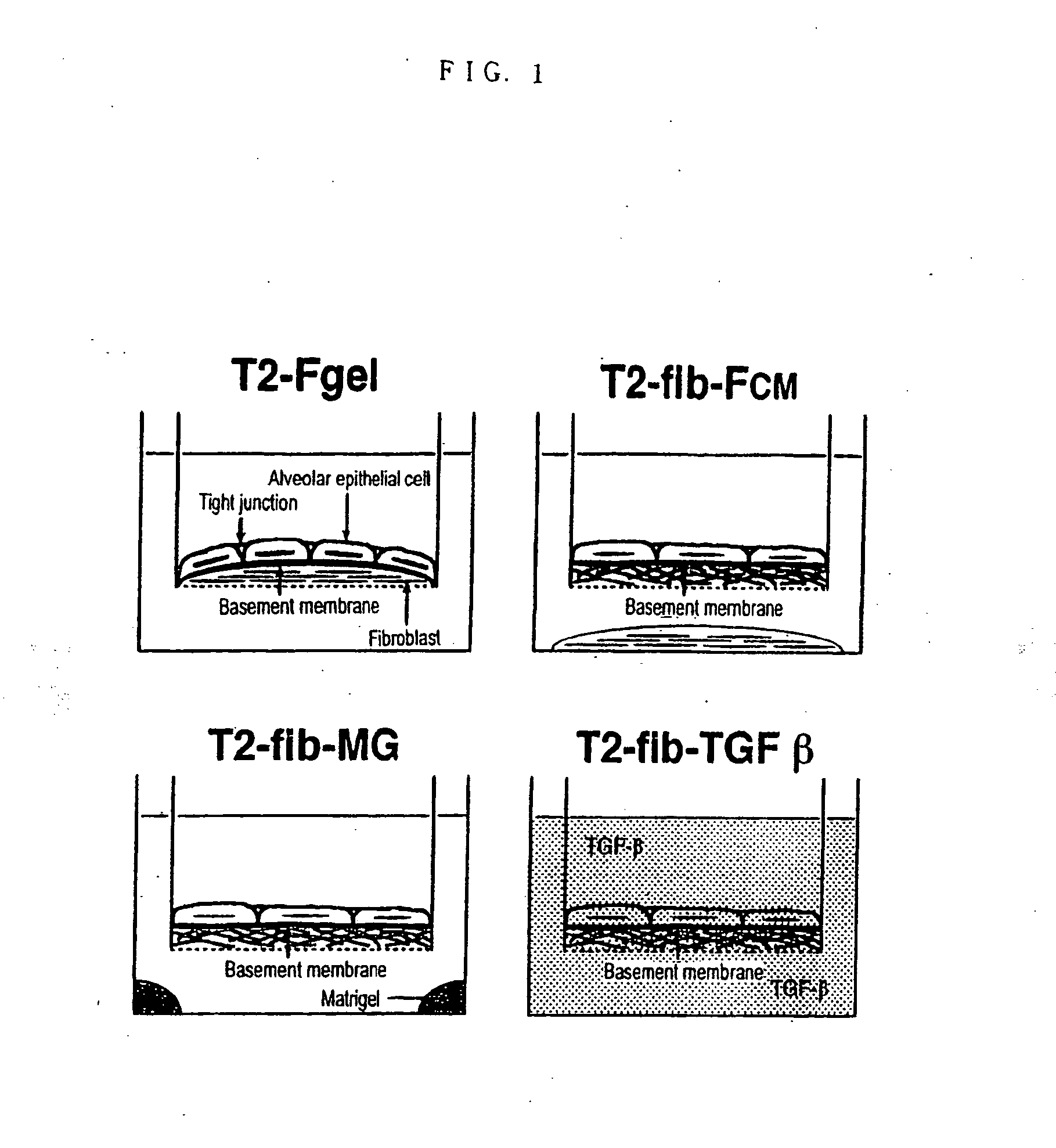 Method of preparing basement membrane, method of constructing basement membrane specimen, reconstituted artificial tissue using the basement membrane specimen and process for producing the same