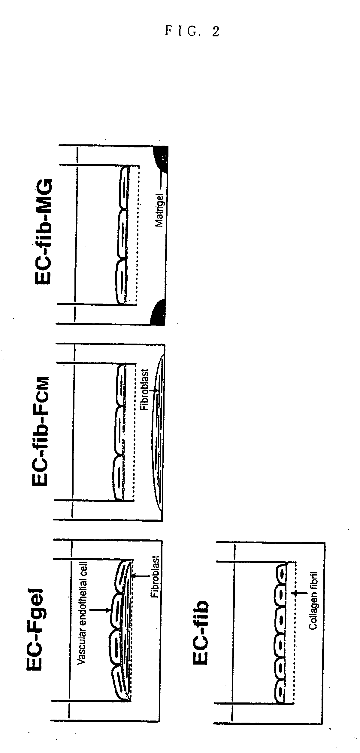 Method of preparing basement membrane, method of constructing basement membrane specimen, reconstituted artificial tissue using the basement membrane specimen and process for producing the same