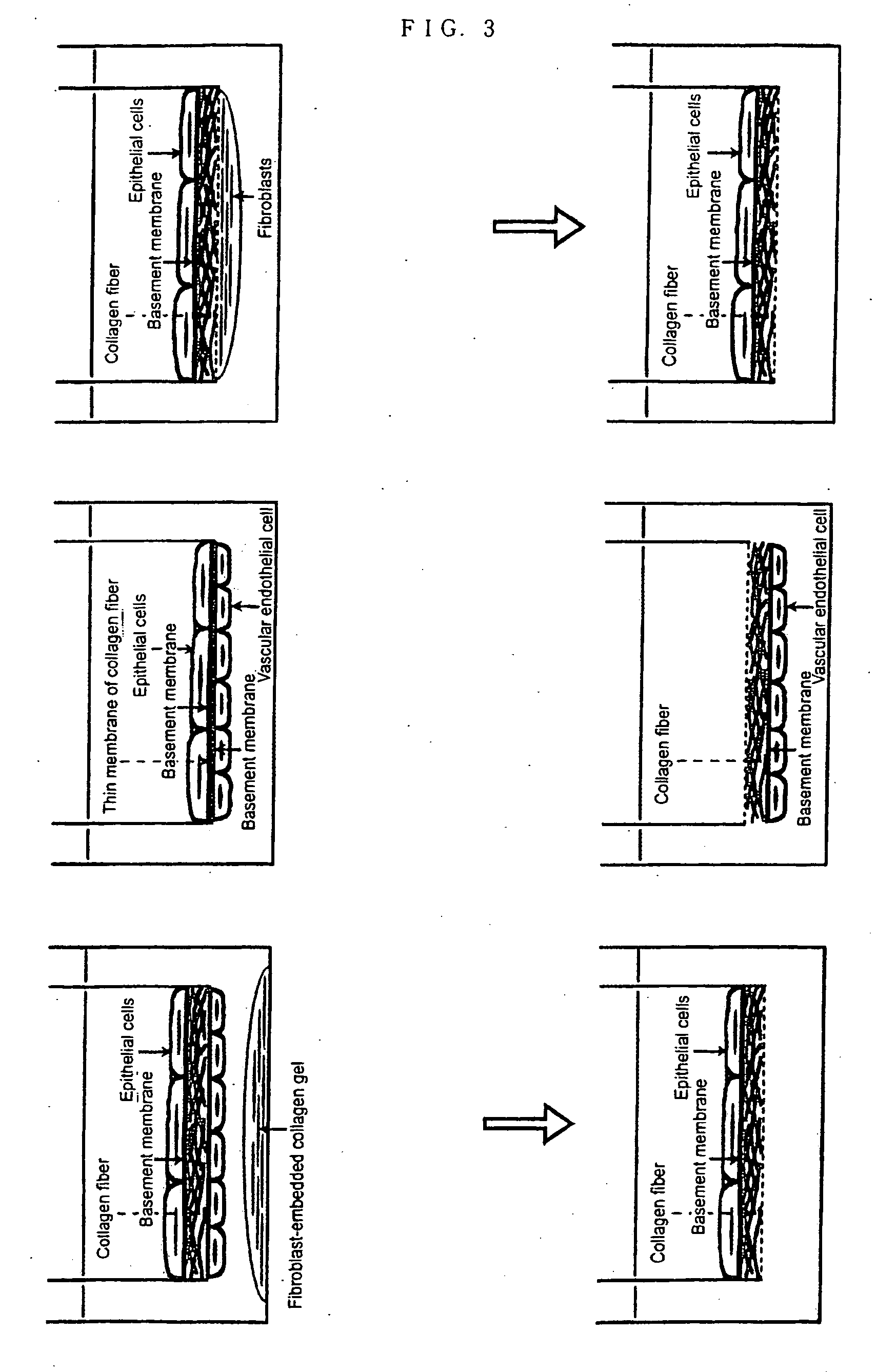 Method of preparing basement membrane, method of constructing basement membrane specimen, reconstituted artificial tissue using the basement membrane specimen and process for producing the same