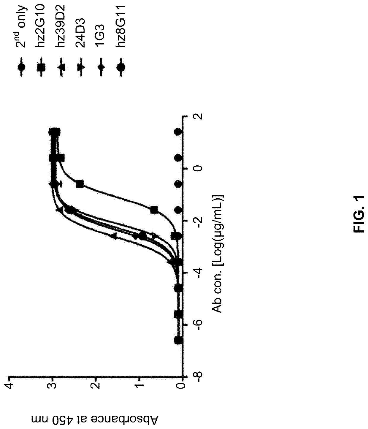 Anti-her2 antibody or antigen-binding fragment thereof, and chimeric antigen receptor comprising same