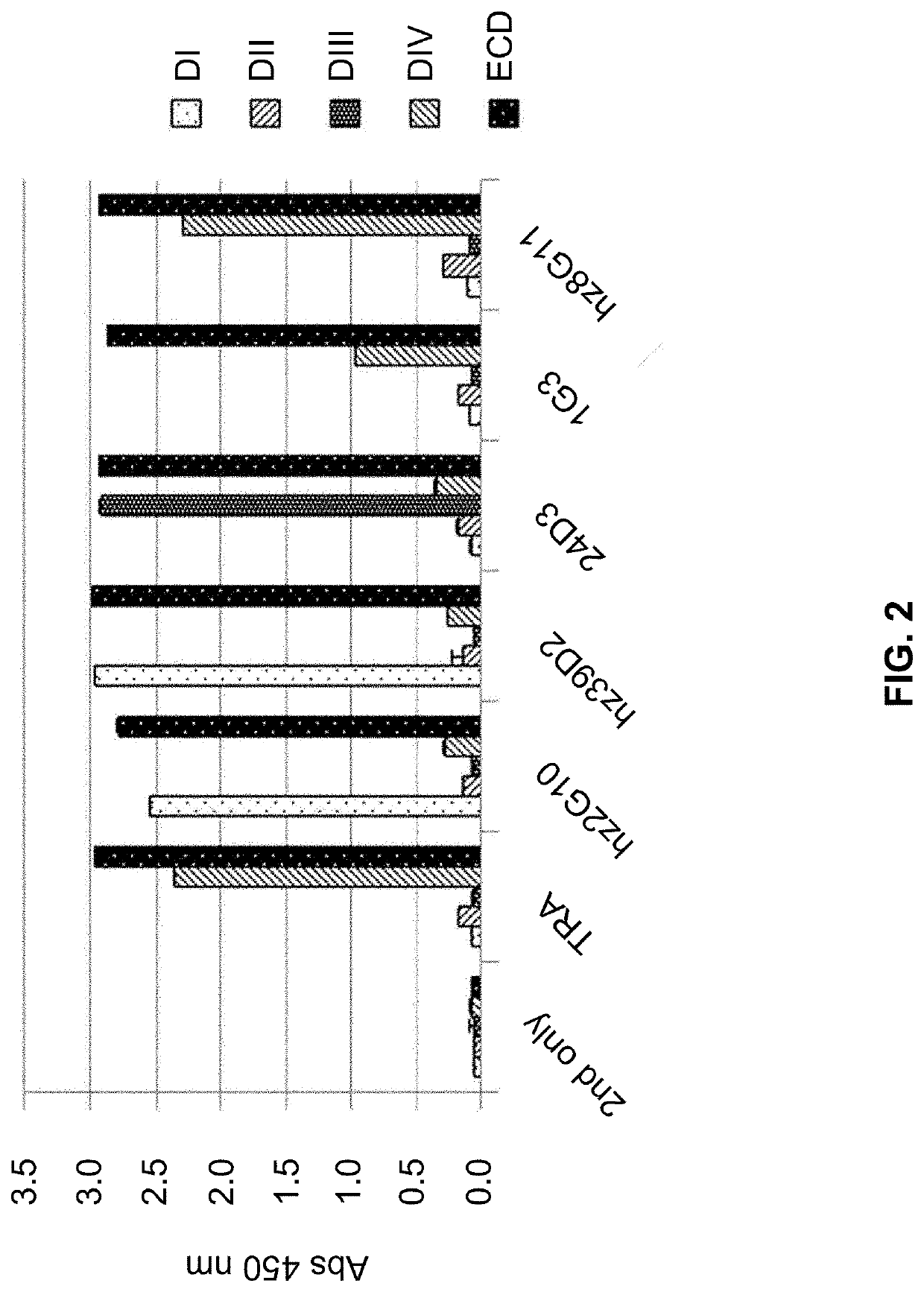 Anti-her2 antibody or antigen-binding fragment thereof, and chimeric antigen receptor comprising same