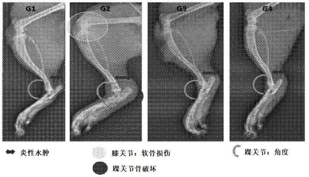 Protein for treatment of inflammatory diseases