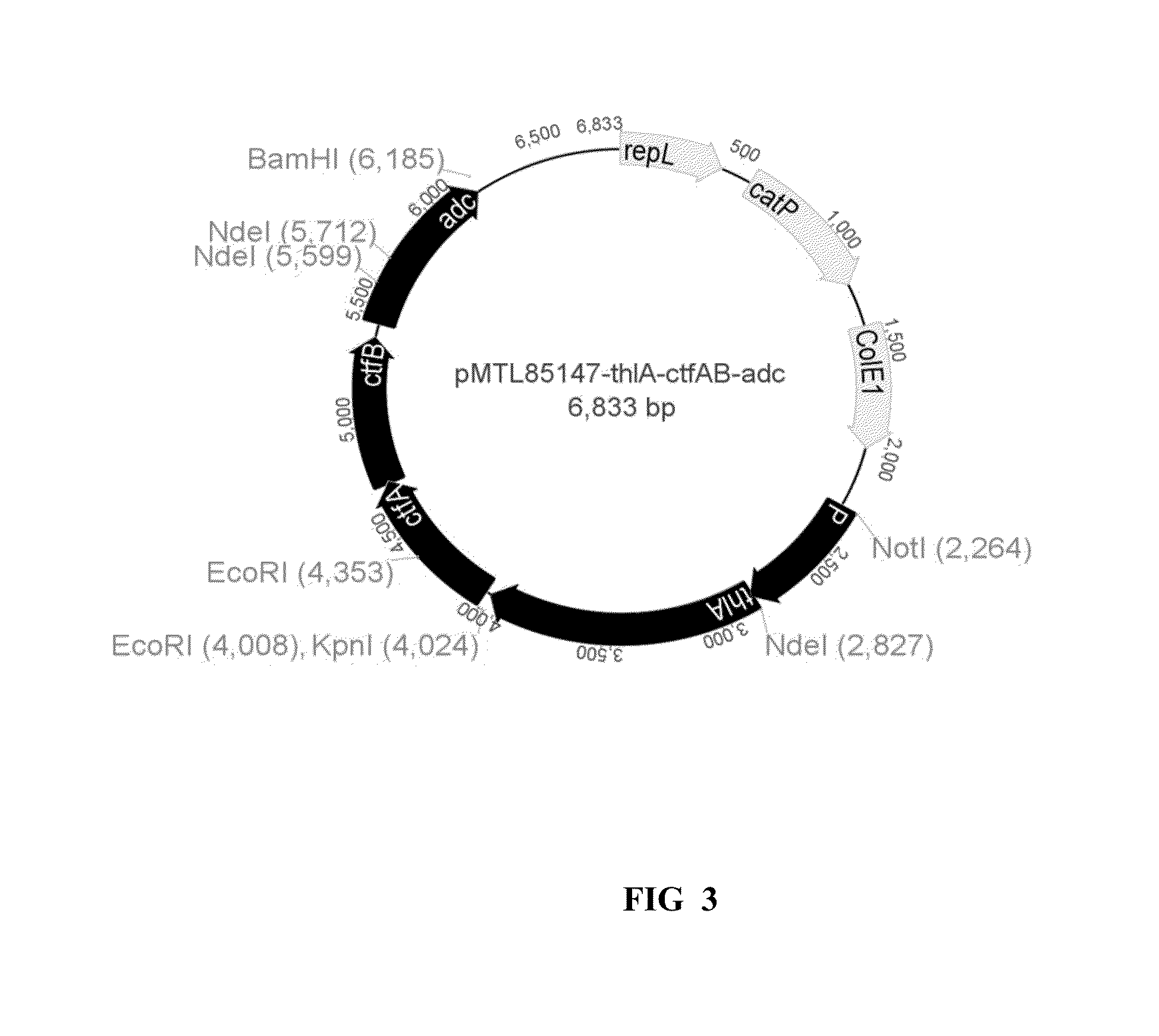 Recombinant microorganisms and uses therefor