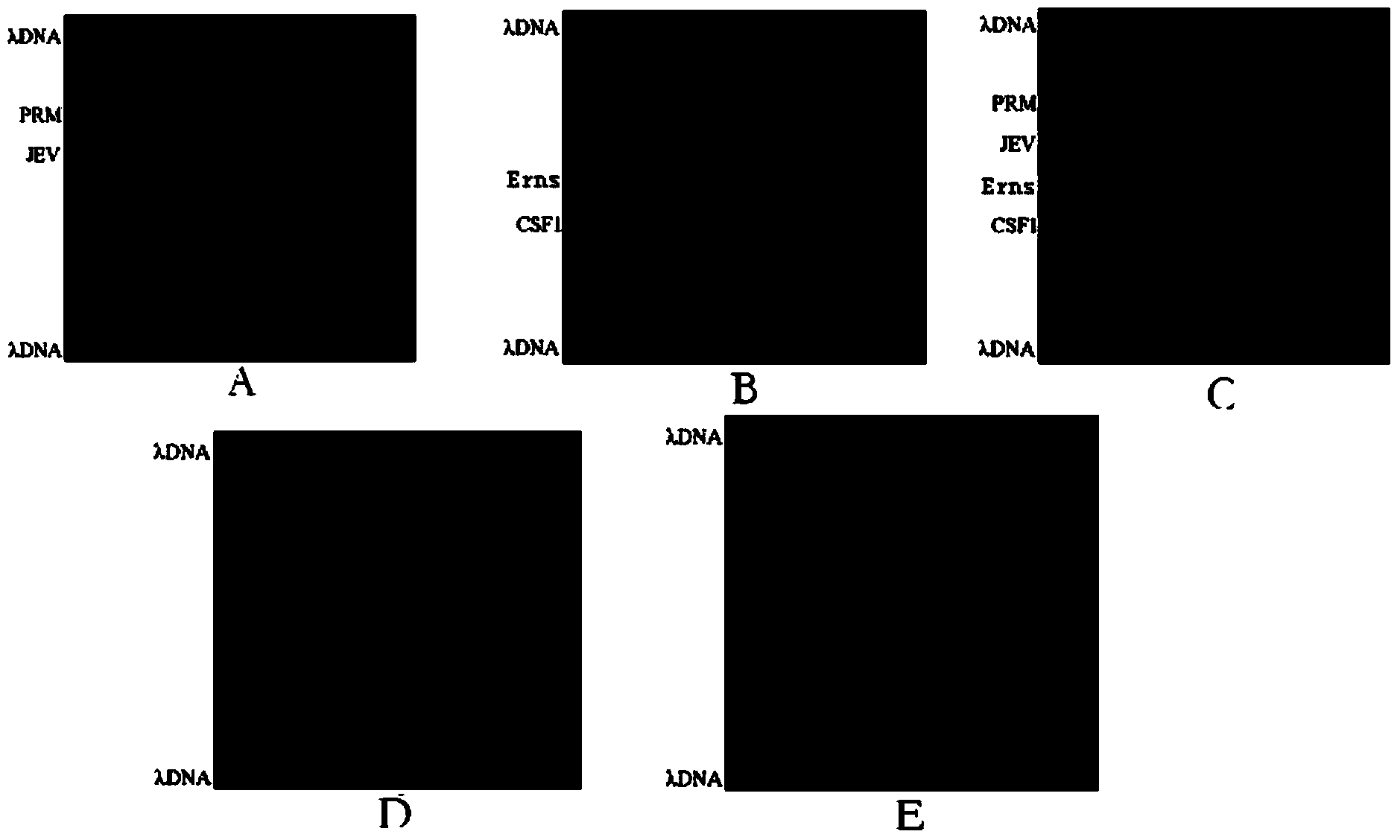 Gene chip and kit for detecting swine epidemic encephalitis B viruses (SEEBVs) and/or swine fever viruses (SFVs)