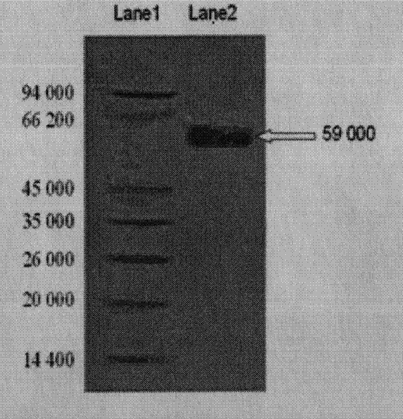 Method for promoting CD4+T proliferation and activation and suppressing Jurkat T cell by using red cassia tree lectin