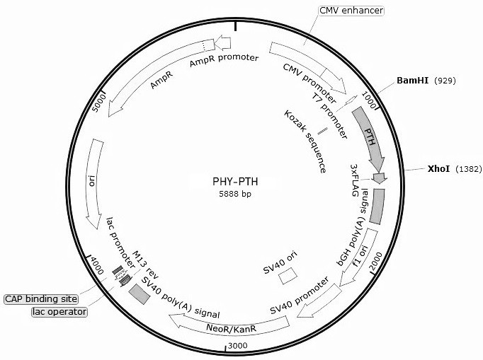 Human parathyroid hormone eukaryotic expression recombinant plasmid vector and construction method thereof