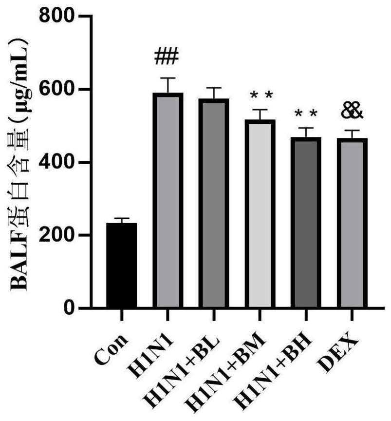 Application of Baitouweng decoction in preparation of medicine for treating pneumonia