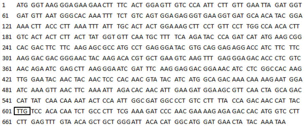 Pichia stipitis gene expression system and its construction and application