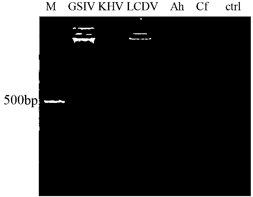 LAMP (Loop-Mediated Isothermal Amplification) detection kit and detection method for giant salamander iridovirus