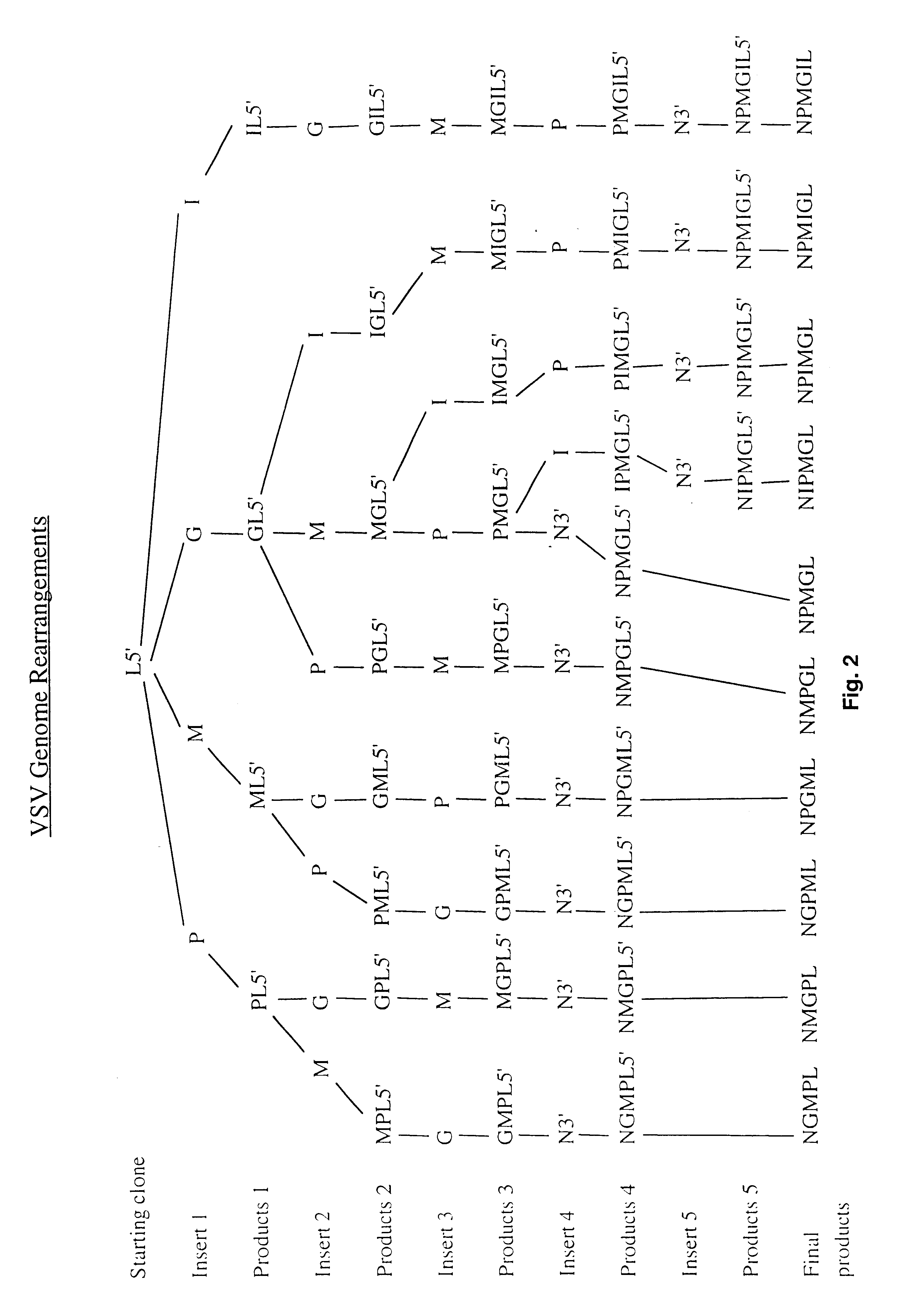 Manipulation of negative stranded RNA viruses by rearrangement of their genes and uses thereof