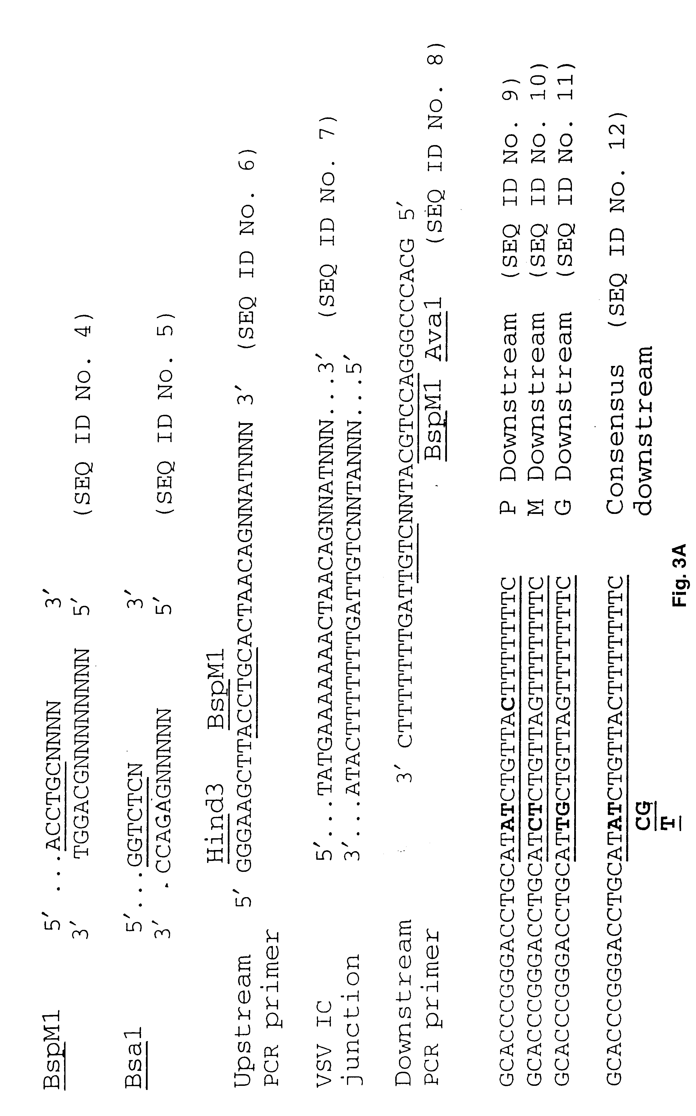 Manipulation of negative stranded RNA viruses by rearrangement of their genes and uses thereof