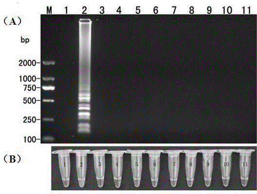 LAMP (Loop-Mediated Isothermal Amplification) primer of phytophthora nicotianae and fast detection method thereof