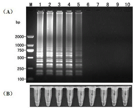 LAMP (Loop-Mediated Isothermal Amplification) primer of phytophthora nicotianae and fast detection method thereof