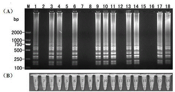 LAMP (Loop-Mediated Isothermal Amplification) primer of phytophthora nicotianae and fast detection method thereof