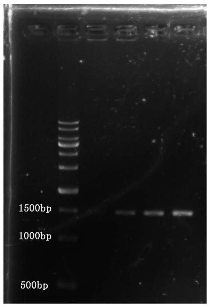 A kind of Brevibacillus spp., antibacterial lipopeptide and its application in agriculture and food