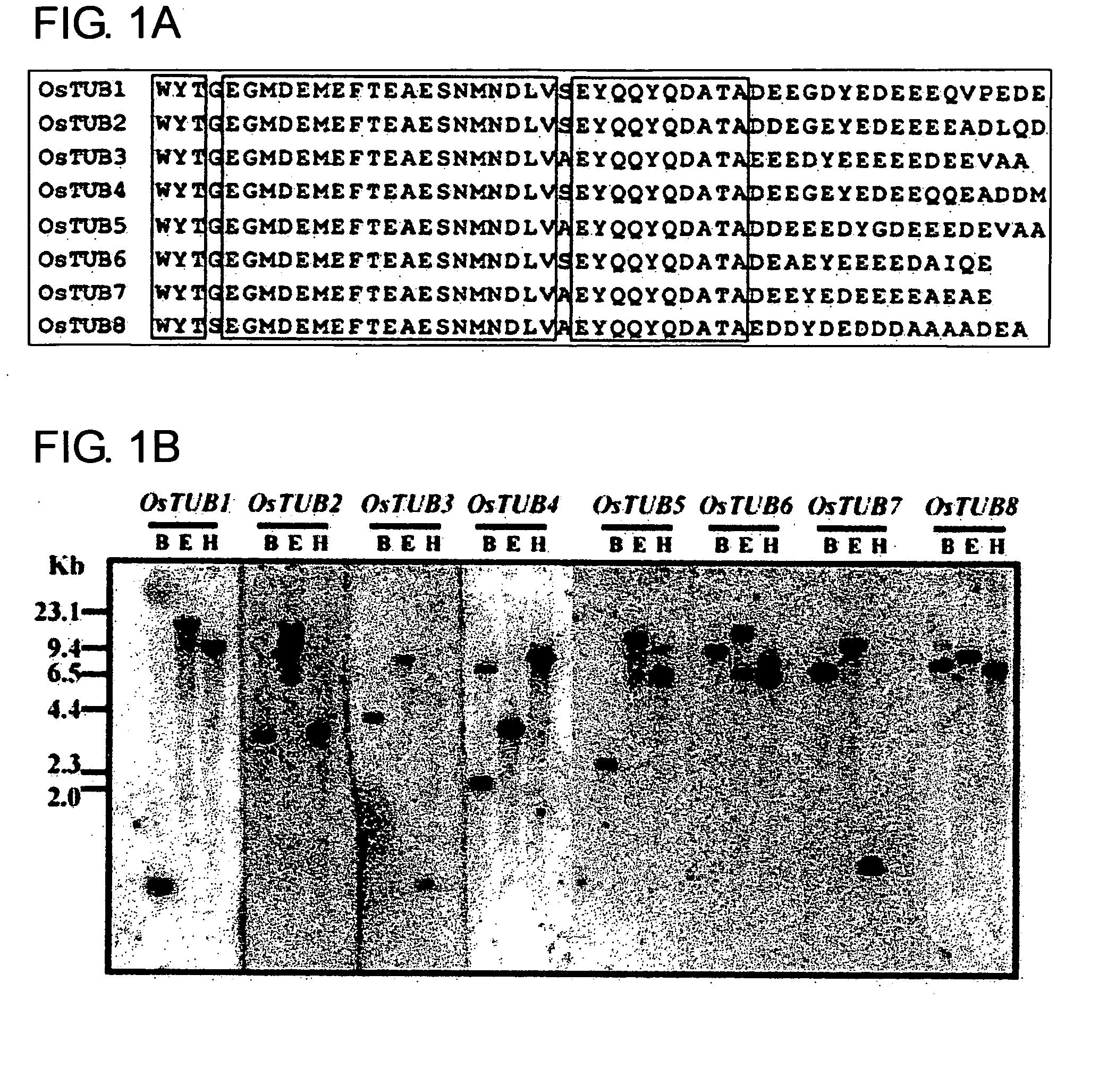 Anther-specific genes, their promoters, and uses of the same