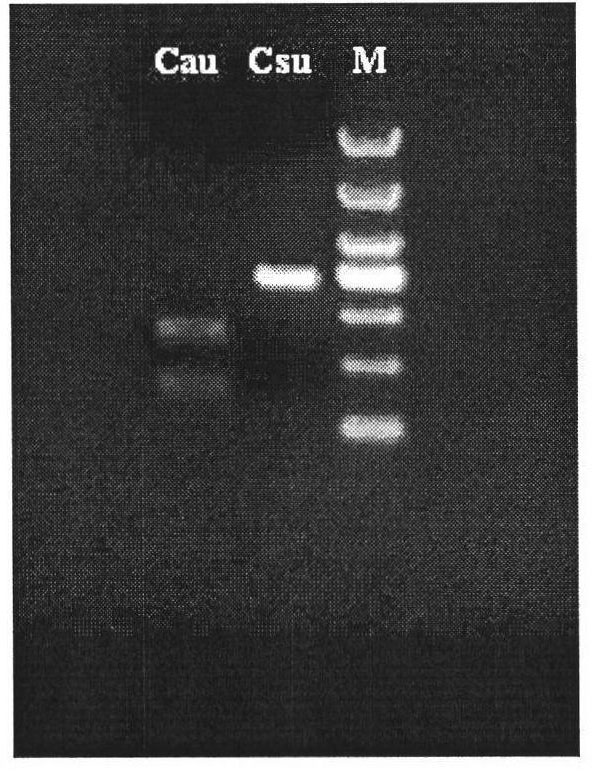 Molecular biological method for distinguishing striped rice borer from chilotraea auricilia dudgeon