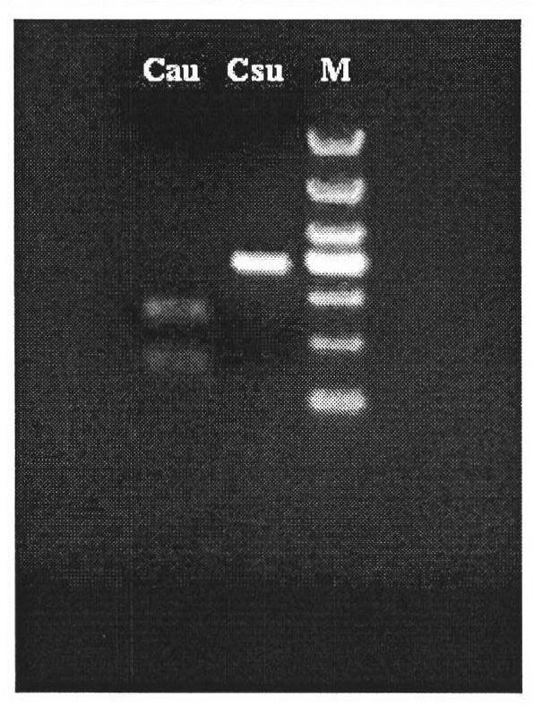 Molecular biological method for distinguishing striped rice borer from chilotraea auricilia dudgeon