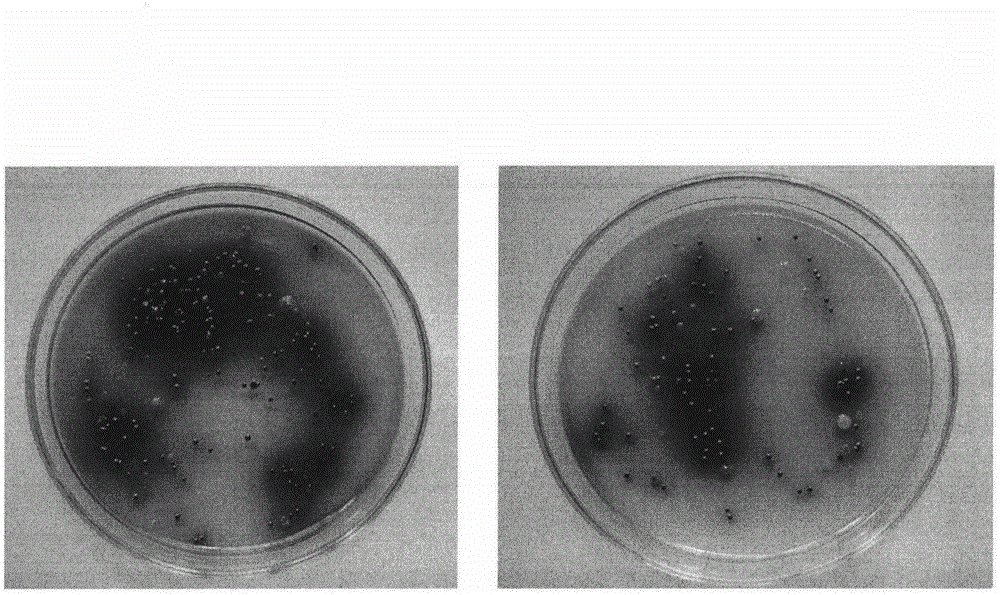 Nicotine-decomposing microorganism selective medium and preparation method thereof