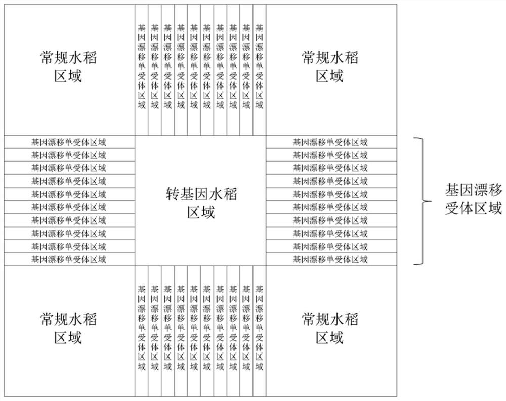 Determination method for gene drift frequency of non-selectable marker transgenic rice