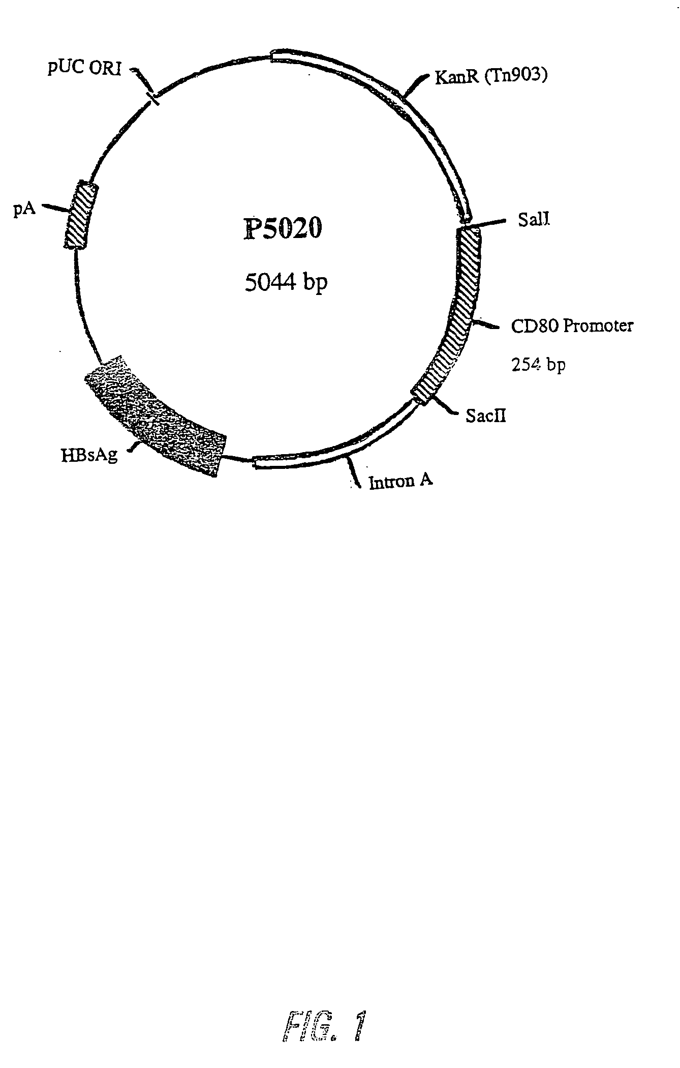 Nucleic acid vaccine compositions having a mammalian CD80/CD86 gene promoter driving antigen expression