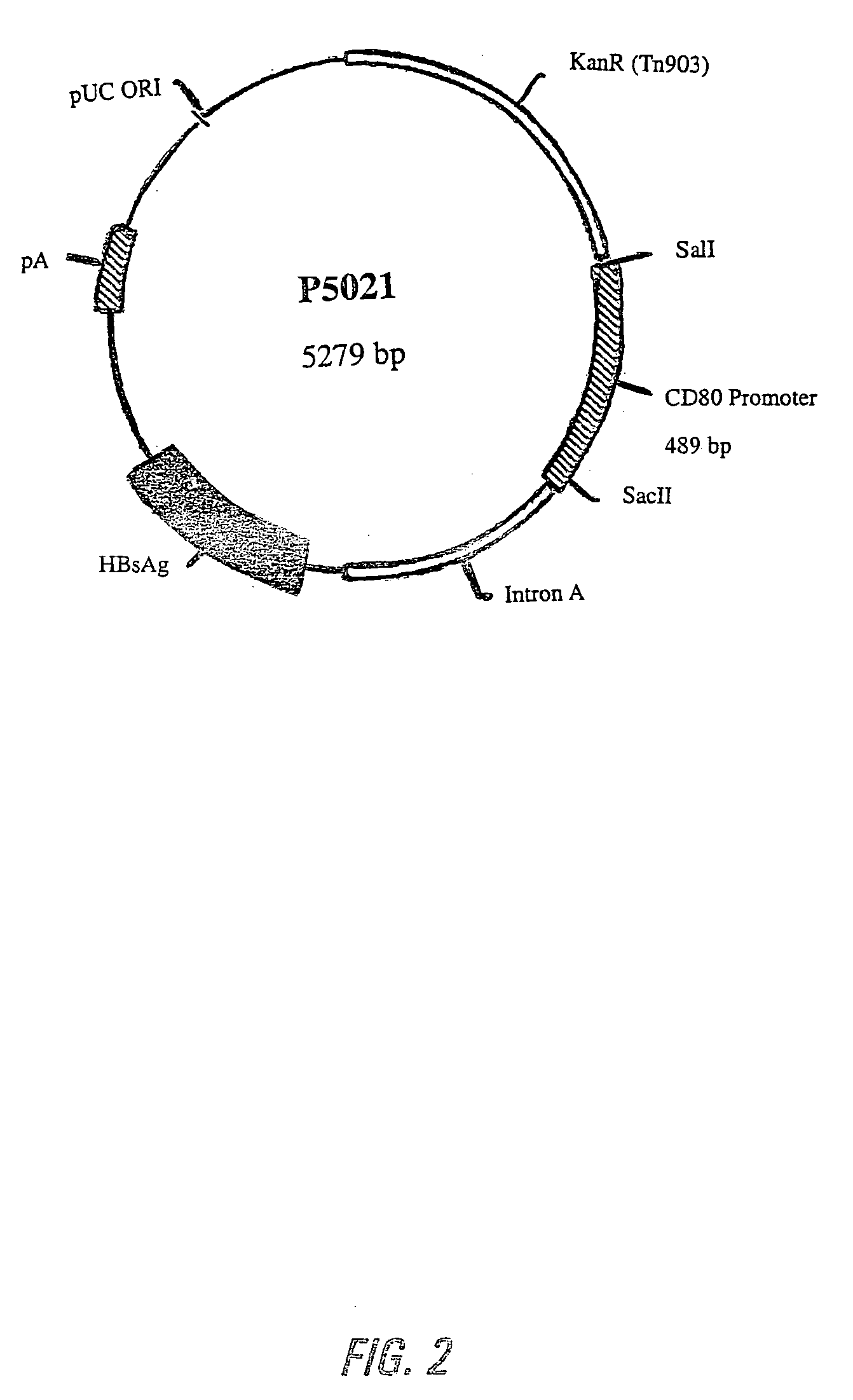 Nucleic acid vaccine compositions having a mammalian CD80/CD86 gene promoter driving antigen expression