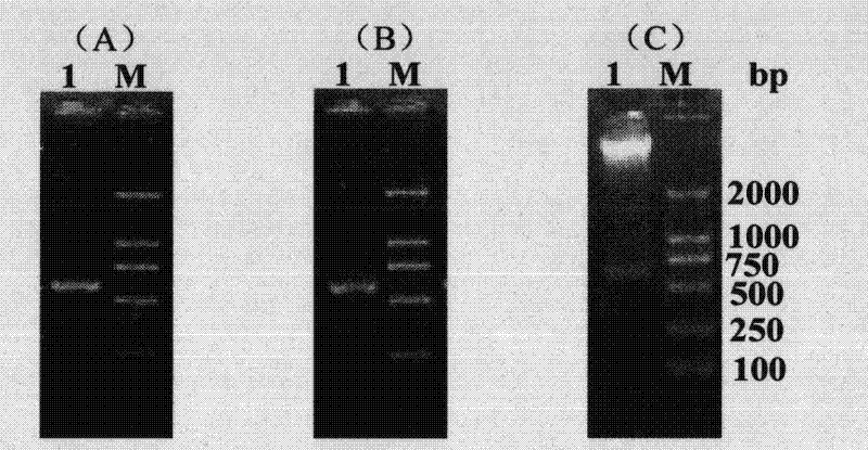 VEGF165 and Ang-1 double-gene co-expression vector and application thereof