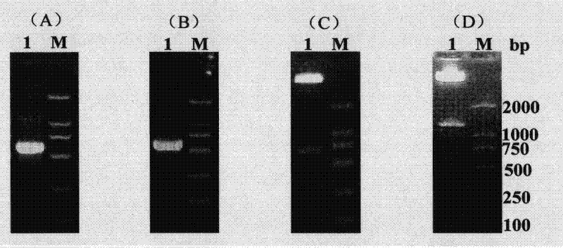 VEGF165 and Ang-1 double-gene co-expression vector and application thereof