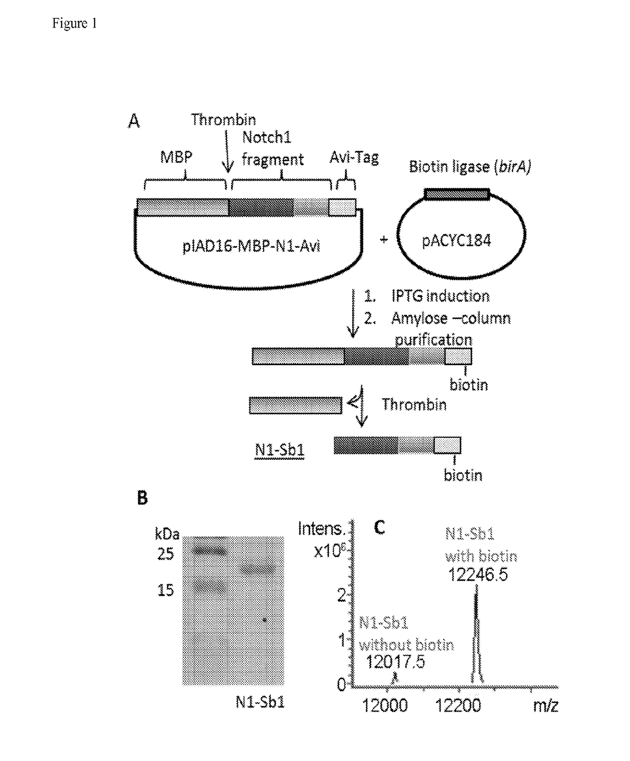 Methods and compositions for gamma-secretase assay