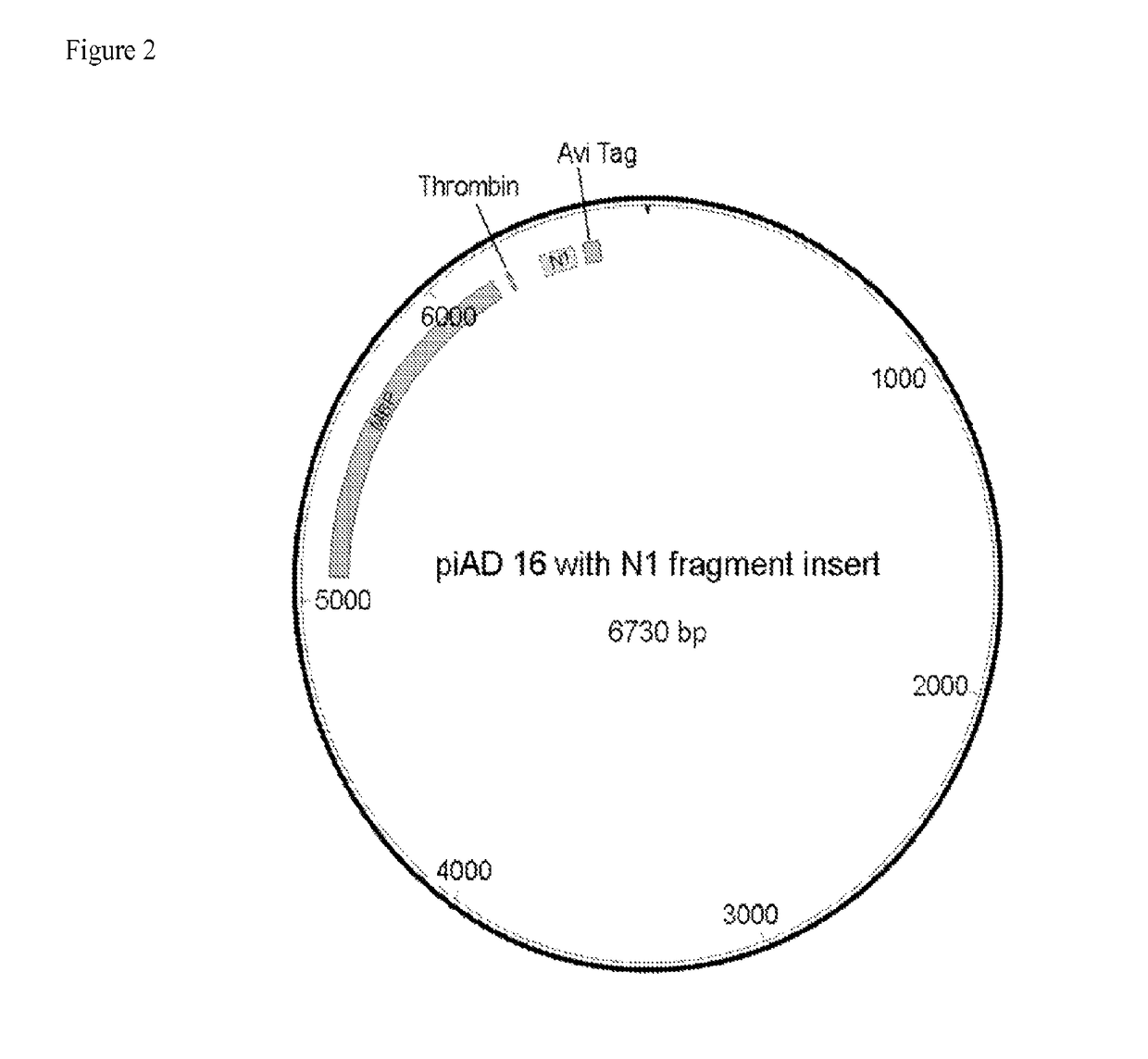 Methods and compositions for gamma-secretase assay